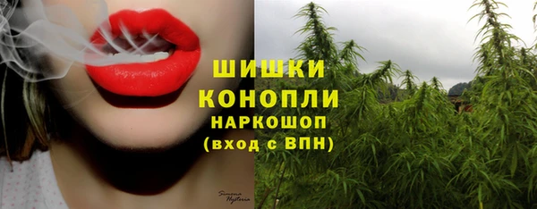 стаф Инта
