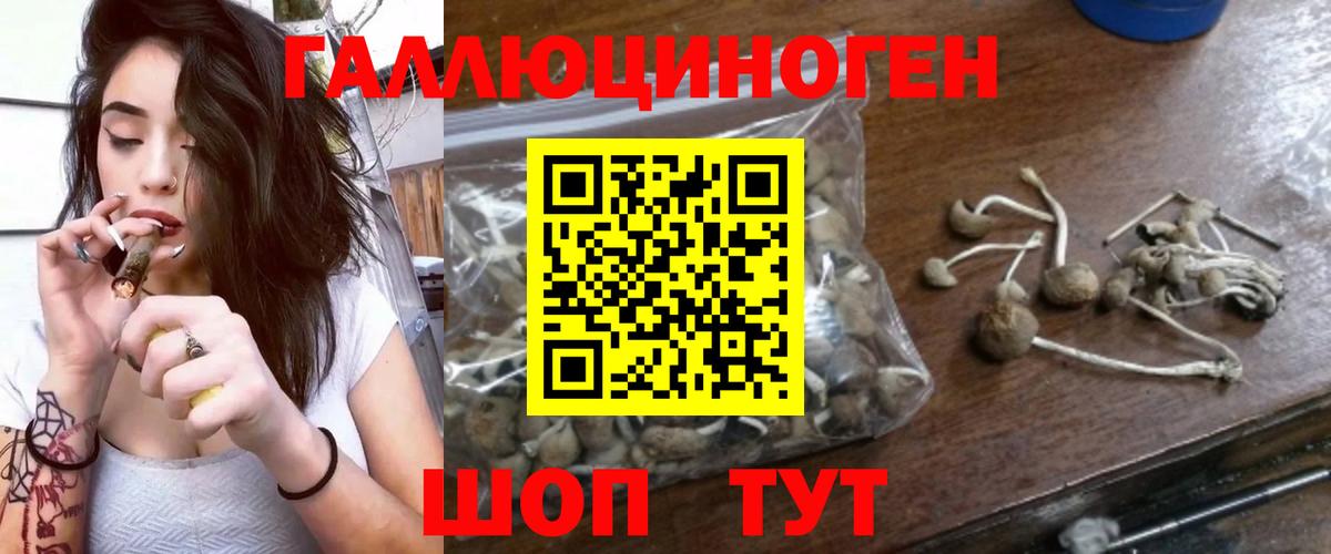 Псилоцибиновые грибы Psilocybe Домодедово